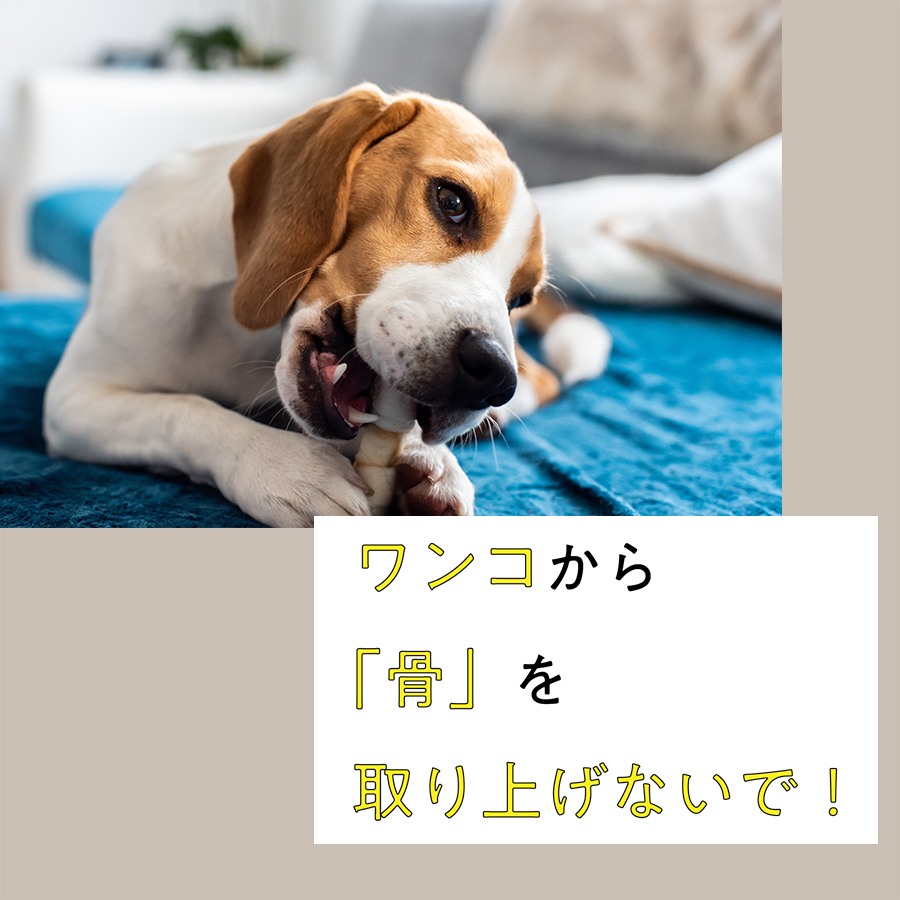 ワンコから 骨 を取り上げないで 自然食ドッグフード ドットわん ワンコから 骨 を取り上げないで 自然食ドッグフード ドットわん