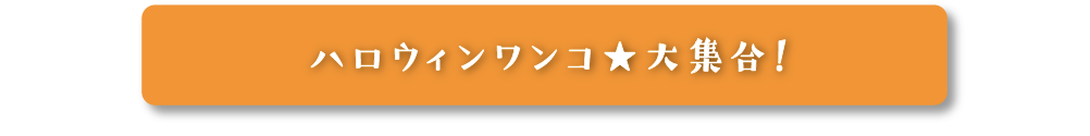 ハロウィンワンコ★大集合！