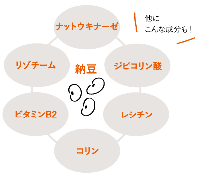 納豆の栄養素