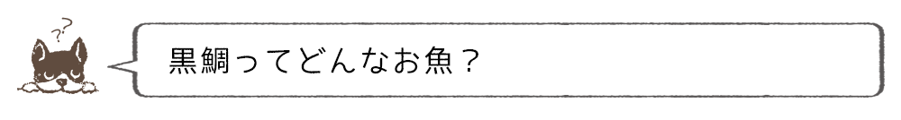 黒鯛ってどんなお魚