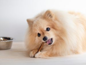 ワンコに“固いもの”はNG?噛むことのメリットと選ぶべき固さのポイントをご紹介♪