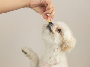 “おやつ”は必要？おやつのメリットと上手な活用方法
