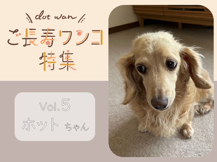 確認ページ♡ダックスちゃん apjvZ-m31813669106 | laftehytter.net