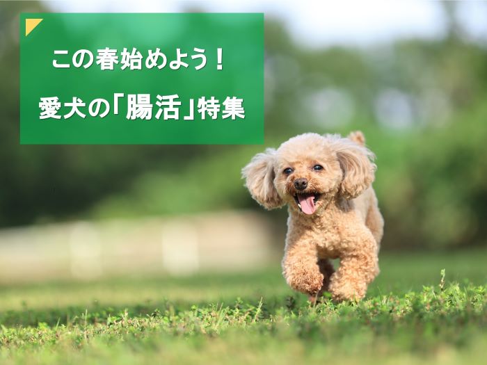 特集記事「この春始めよう！愛犬の「腸活」特集」