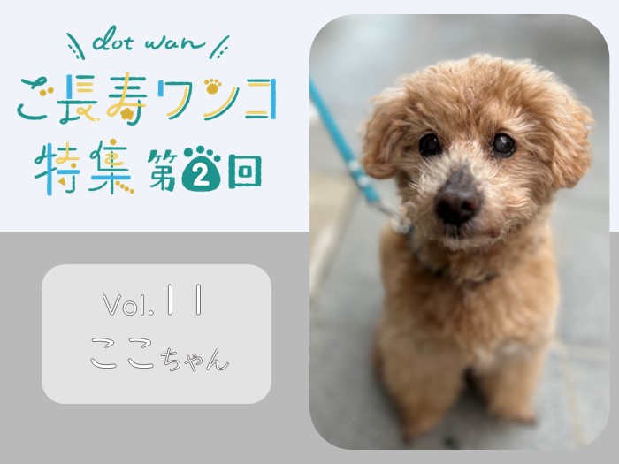 ご長寿ワンコ特集vol.11】トイプードルのここちゃん（17歳） - 自然食 
