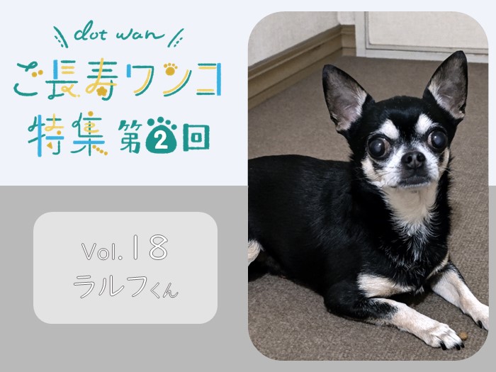 ご長寿ワンコ特集vol.18】チワワのRalph（ラルフ）くん（12歳） - 自然 