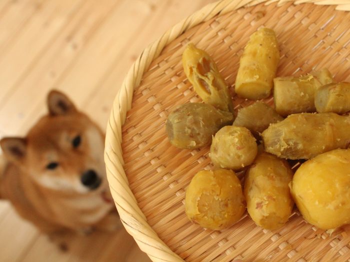 犬 さつまいも サツマイモ いぬ