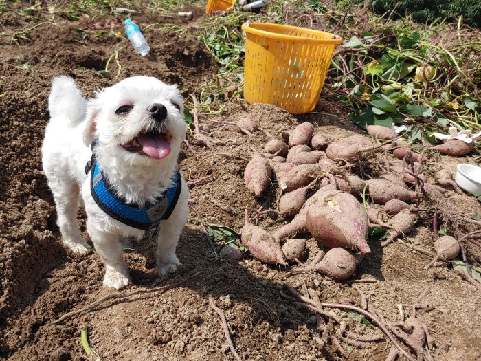 犬 さつまいも サツマイモ いぬ