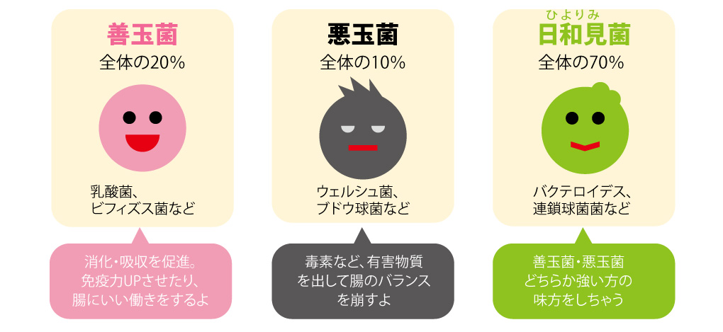 犬 腸内環境 納豆 腸内細菌