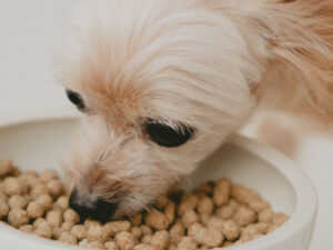 ドッグフードの「総合栄養食」と「一般食」の違いを解説！