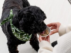 味わって納得!満足度100%の”究極のご褒美”を愛犬に贈ってみませんか?