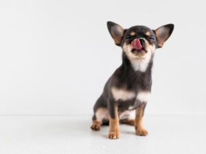 犬にとって安全な原材料にこだわるなら。ドッグフード選びで大切にしたい事。