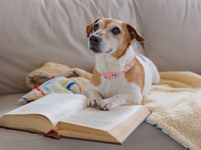 『犬のごはん、安全ってどう決まる？日本と海外の安全基準をわかりやすく比較！