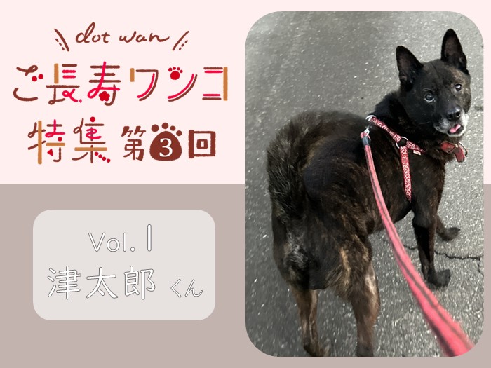 【ご長寿ワンコ特集vol.1】甲斐犬の津太郎くん（14歳）
