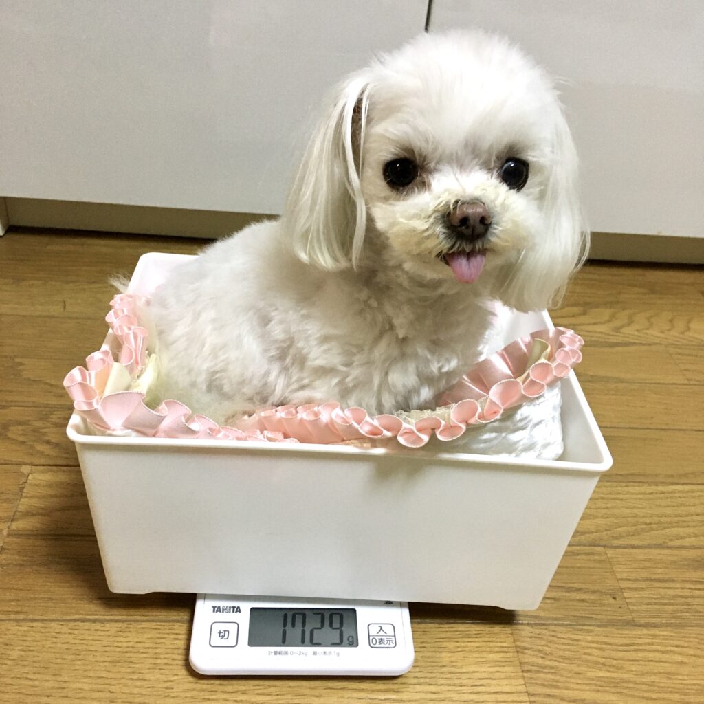 ご長寿ワンコ特集vol.7】マルチーズのシュシュちゃん（12歳） - 自然食