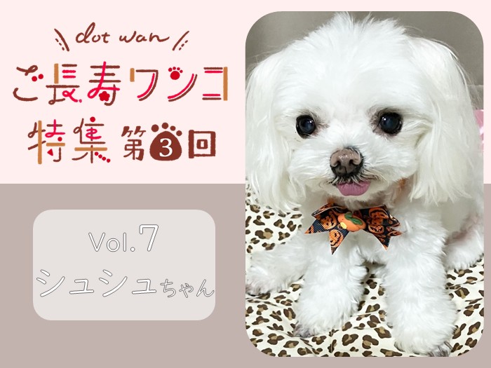 ご長寿ワンコ特集vol.7】マルチーズのシュシュちゃん（12歳） - 自然食